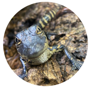 close up of a baby gator